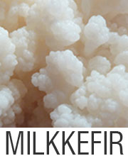 Milk kefirgrains