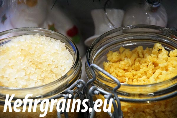 How to dehydrate your milk or water kefir grains
