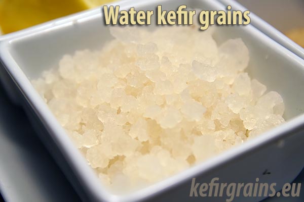 Fresh water kefir grains